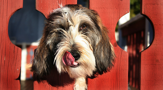 Dog's tongue
