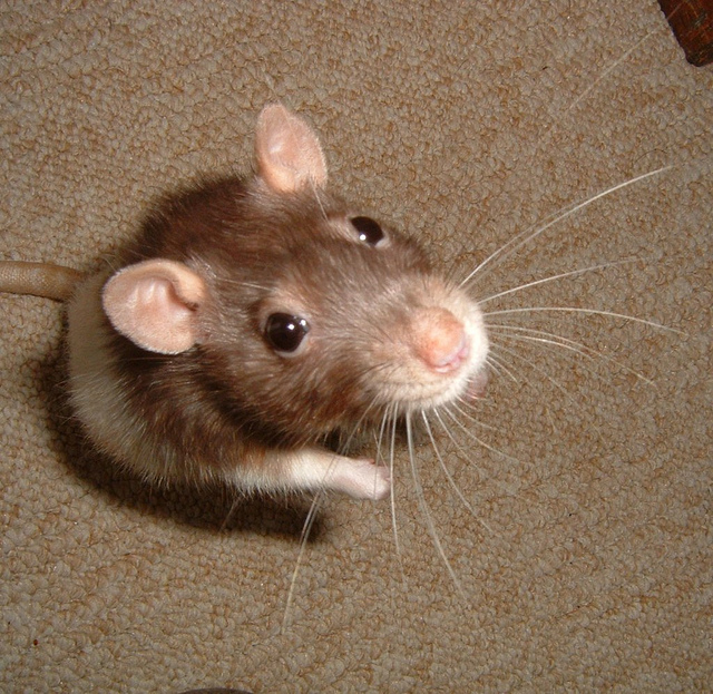 Month of the rat