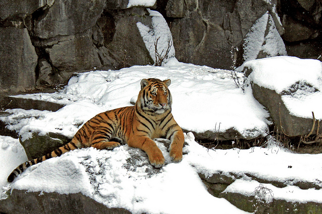 Yang Earth Tiger month