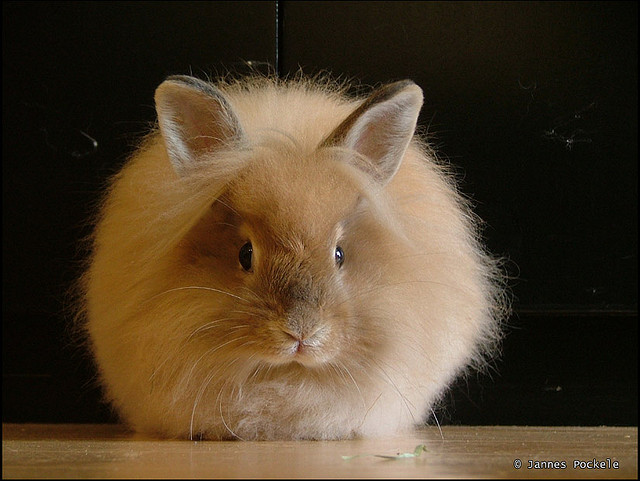 Chinese astrology Rabbit 2015