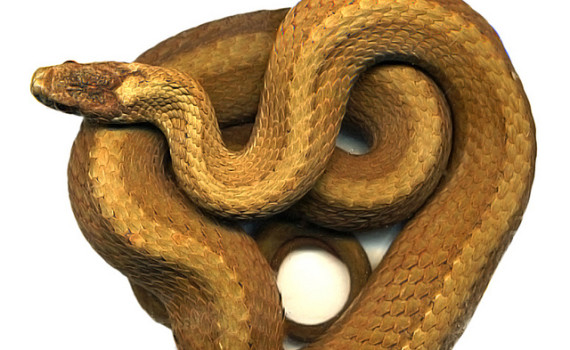 Bazi Chinese astrology snake.