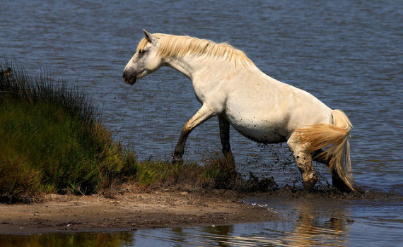 Chinese astrology month of the Horse