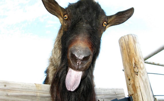 Goat, Sheep, Ram astrology 2016