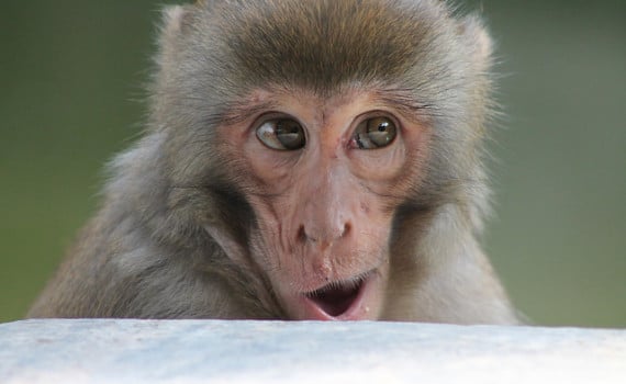 Predictions Monkey 2016