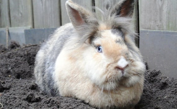 Chinese astrology Rabbit 2016