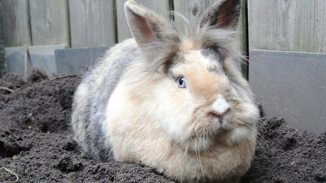 Chinese astrology: a review of what happened in March 2016, Rabbit month.