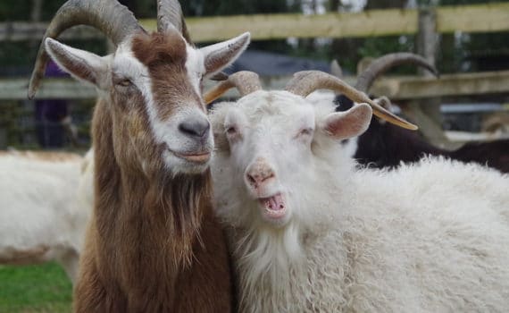 Chinese astrology Goat