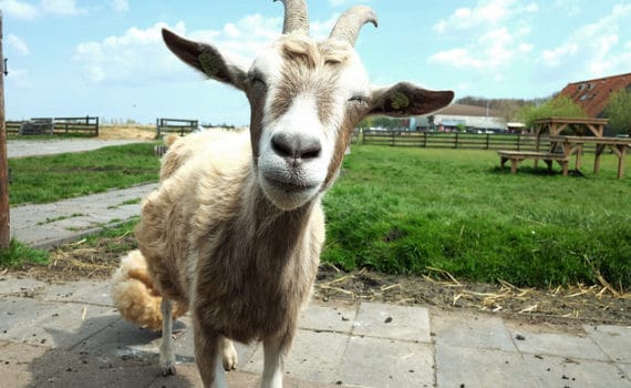 Chinese horoscope 2018 Goat