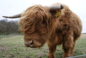 Year of the Rat horoscope for the Ox