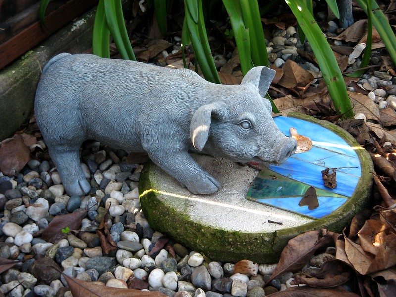 Pig horoscope year of the Rat