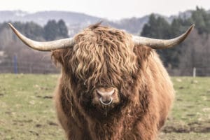 Year of the Metal Ox 2021