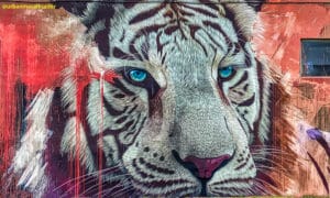 Chinese Horoscope Tiger year