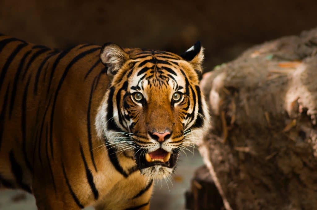 Year of the Tiger astrology