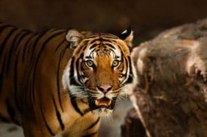 Year of the Tiger astrology
