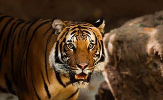 Year of the Tiger astrology