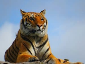 Year of the Tiger 2022