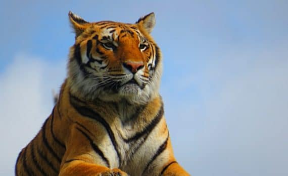 Year of the Tiger 2022